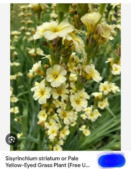 Photo of free Pale yellow eyed grass plants (Minster Lovell OX29) #2