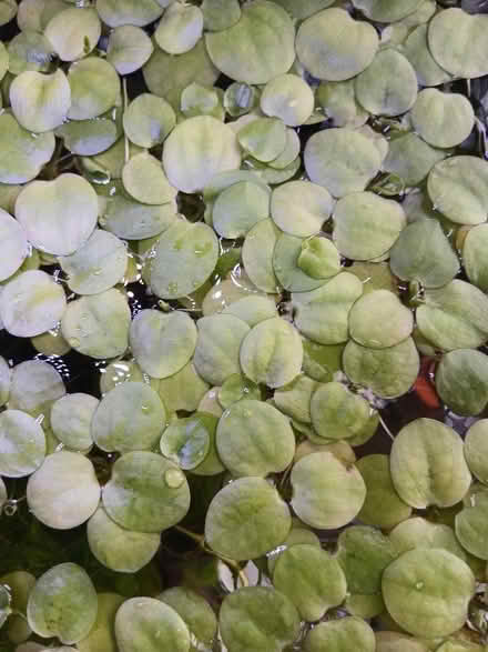 Photo of free Aquarium plants (Motherby CA11) #1