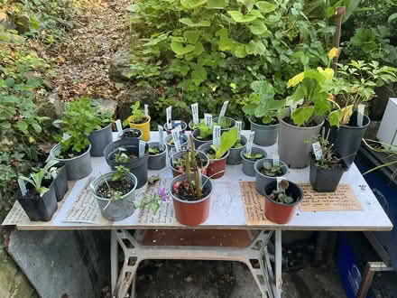 Photo of free Selection of plants, mainly small. (Leasgill LA7) #1