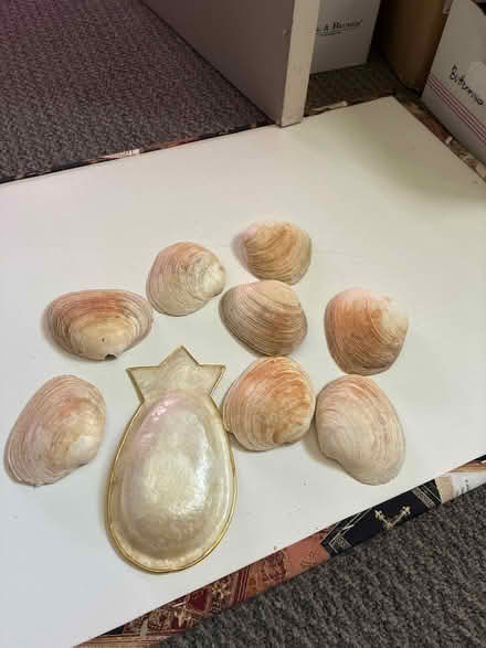 Photo of free Shells (Los Altos) #2