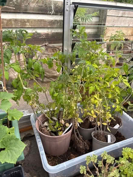 Photo of free Range of tomato plants (Stanley PH1) #1