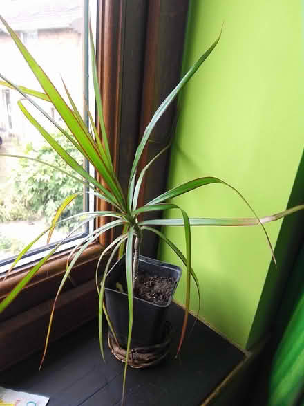 Photo of free Houseplant Dracaena (Killamarsh S21) #1