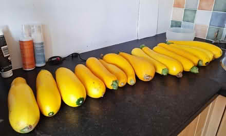 Photo of free Large courgettes (Highley WV16) #1