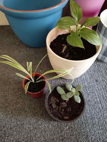 Photo of free House Plants (St. Stephen's CT2) #1