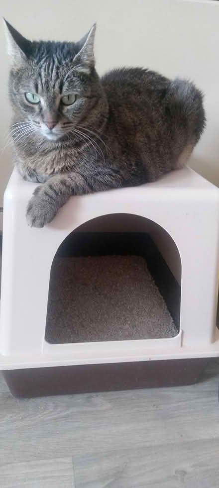 Photo of free Cat Litter Tray (Nottingham NG3) #1