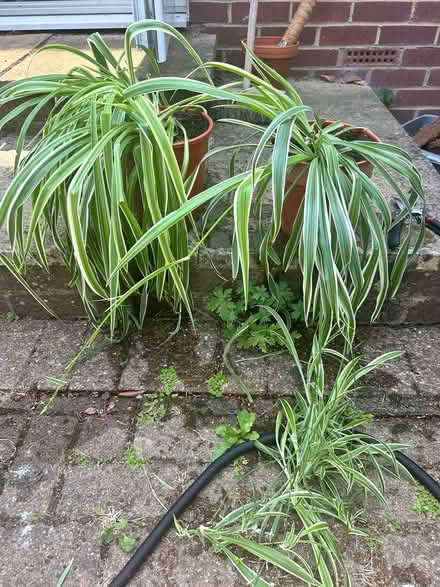 Photo of free Spider plants (Cutteslowe, OX2) #1