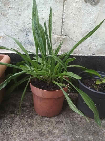 Photo of free Plantain plants (Dublin central) #1