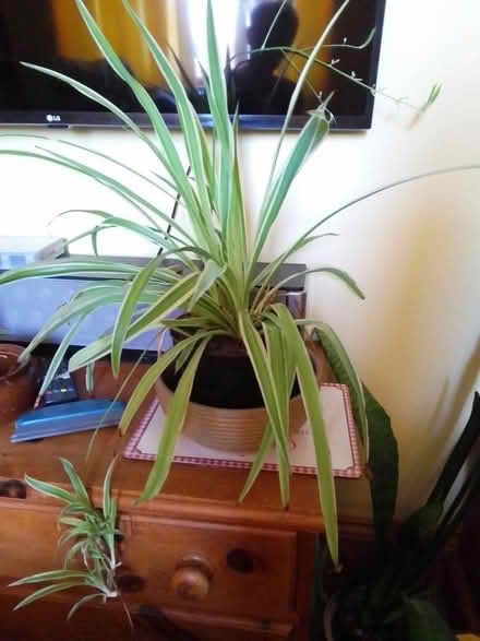 Photo of free Large spider plant houseplant (Killamarsh S21) #1