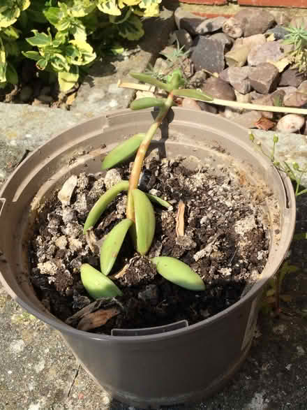 Photo of free Succulent (Calverton MK11) #1