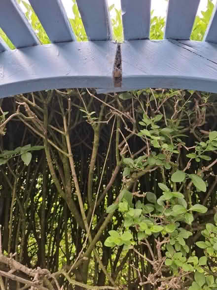 Photo of free Arbour in need of repair (Sherburn DH6) #4