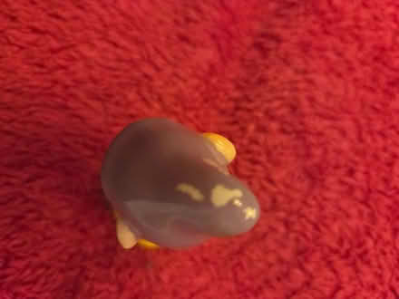 Photo of free Disney "Dopey" ornament (Barkingside IG5) #2
