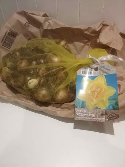 Photo of free Daffodil bulbs (Martin's Heron RG12) #1