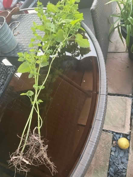 Photo of free 3 lemon balm plant root just dug (Welling DA16) #1