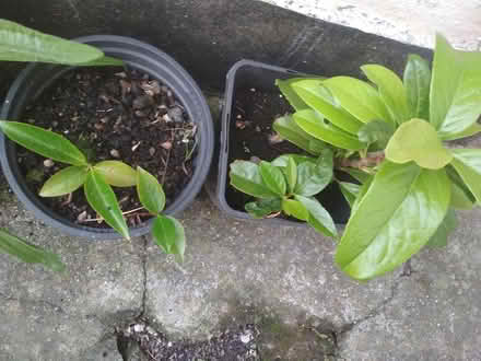 Photo of free Cherry Laurel saplings (Dublin central) #2