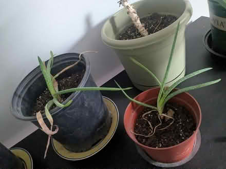 Photo of free Aloe plants (Revere) #2