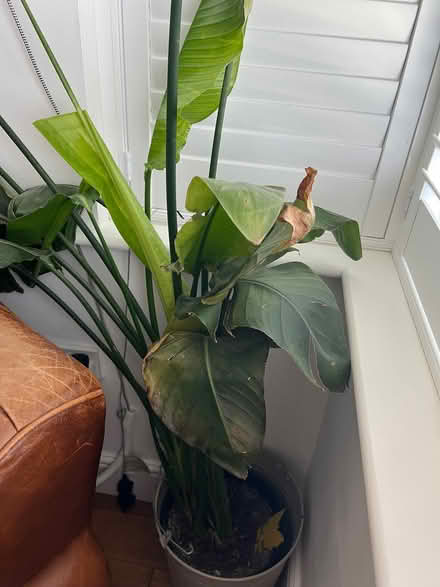 Photo of free Household olantt (Collier Row RM5) #1