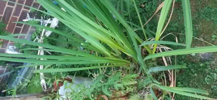 Photo of free Pond planys (Darchet SL3) #1