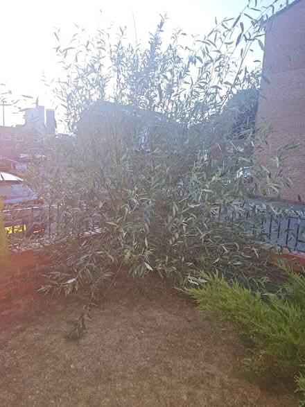 Photo of free Two willow trees (Brunswick M13) #2