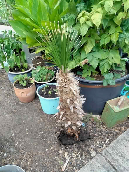 Photo of free Palm tree (Headley KT18 6) #1
