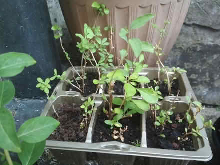 Photo of free Gojiberry rooted cuttings tray (Dublin central) #2
