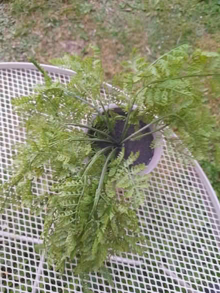 Photo of free Fake fern plant with pot (Larkhall, Bath BA1) #2