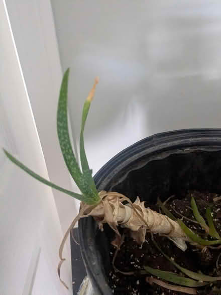 Photo of free Aloe plants (Revere) #1