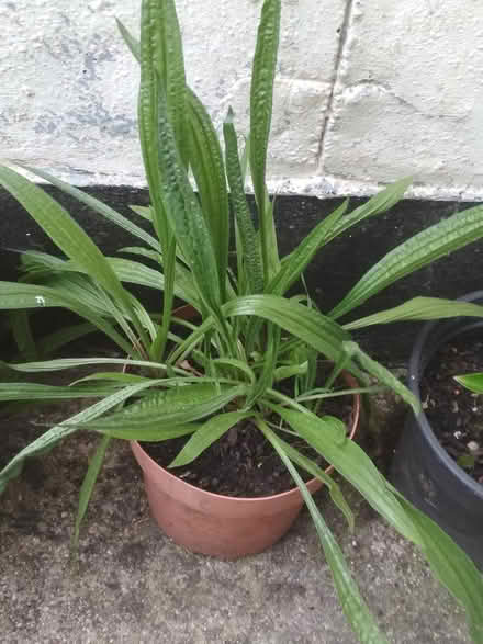 Photo of free Plantain plants (Dublin central) #2