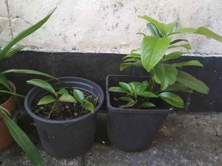 Photo of free Cherry Laurel saplings (Dublin central) #1