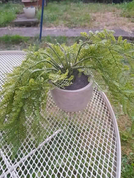 Photo of free Fake fern plant with pot (Larkhall, Bath BA1) #3