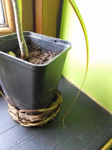 Photo of free Houseplant Dracaena (Killamarsh S21) #2