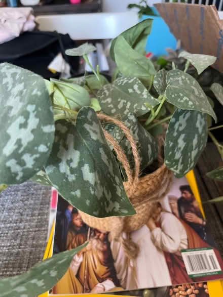 Photo of free faux plants (Cliffside Park, NJ) #2