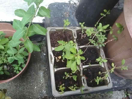 Photo of free Gojiberry rooted cuttings tray (Dublin central) #1