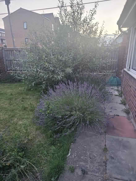 Photo of free Two willow trees (Brunswick M13) #1