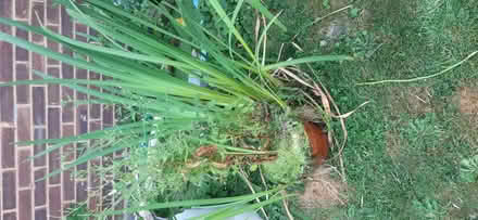 Photo of free Pond planys (Darchet SL3) #2