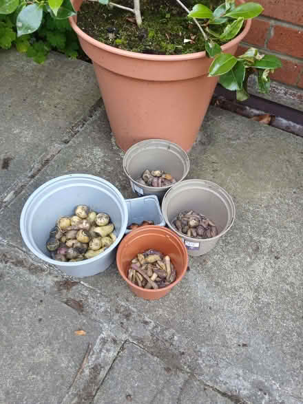 Photo of free Bluebell Bulbs (Willington DL15) #1