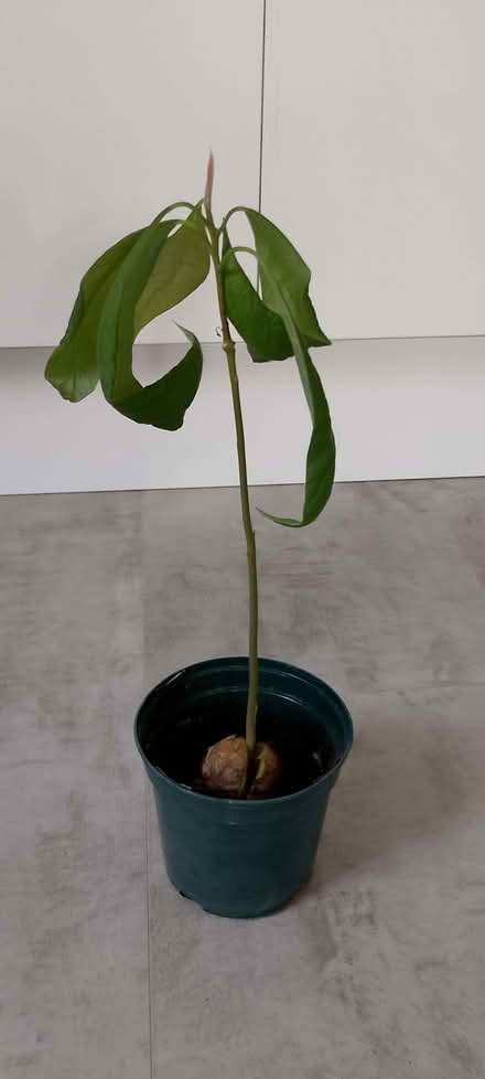 Photo of free Avocado seedling (Emmbrook RG41) #1