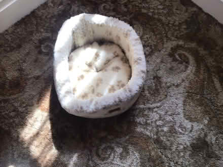 Photo of free Cosy cat bed (Wallasey CH44) #2