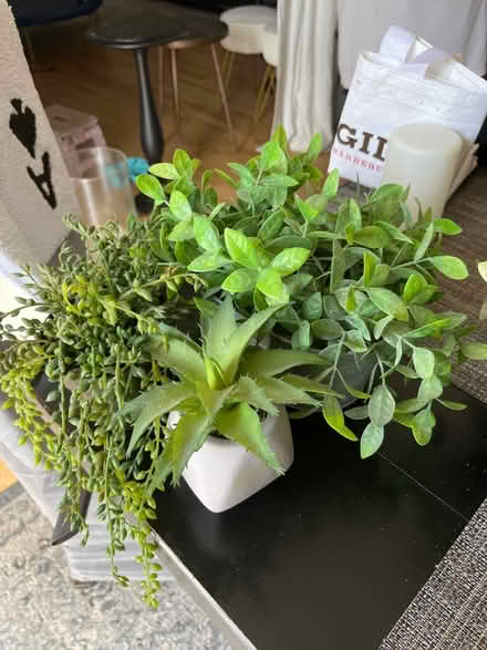 Photo of free faux plants (Cliffside Park, NJ) #3