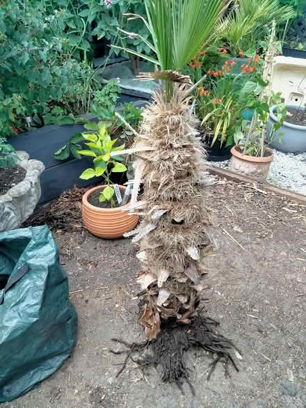 Photo of free Palm tree (Headley KT18 6) #2