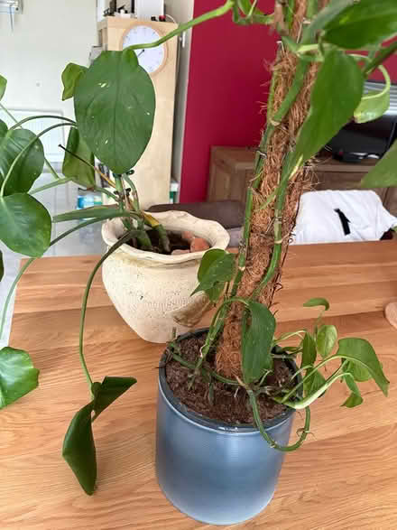 Photo of free 2 x house plants (Drumcondra) #1
