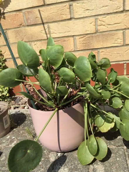 Photo of free Chinese money plant (Calverton MK11) #1