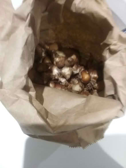 Photo of free Daffodil bulbs (Martin's Heron RG12) #2