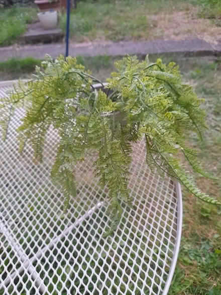 Photo of free Fake fern plant with pot (Larkhall, Bath BA1) #1