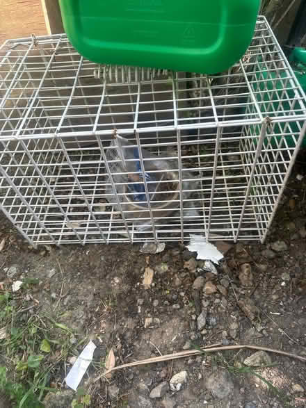Photo of free 3 petrol and and a cat carrier (Se6 2ha) #3