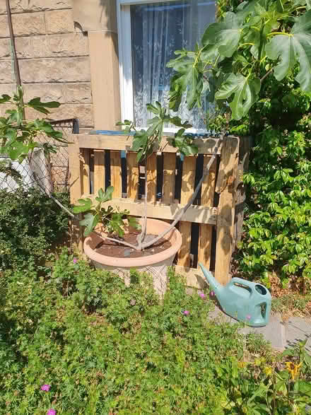 Photo of free wooden pallets (Darnell Rd. Edinburgh EH5) #1
