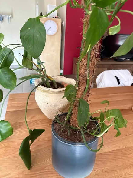 Photo of free 2 x house plants (Drumcondra) #2