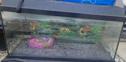 Photo of free fish tank (Rushenden ME11) #1