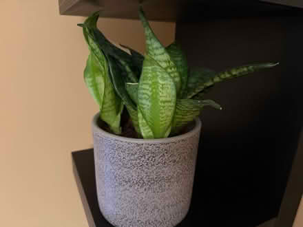 Photo of free Small plant (Winchester SO22) #1
