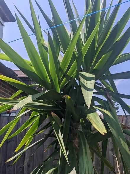 Photo of free Yucca type plant (Throop) #2