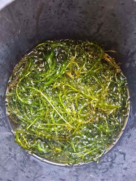 Photo of free Elodea Densa Pond weed (Farlington PO6) #2